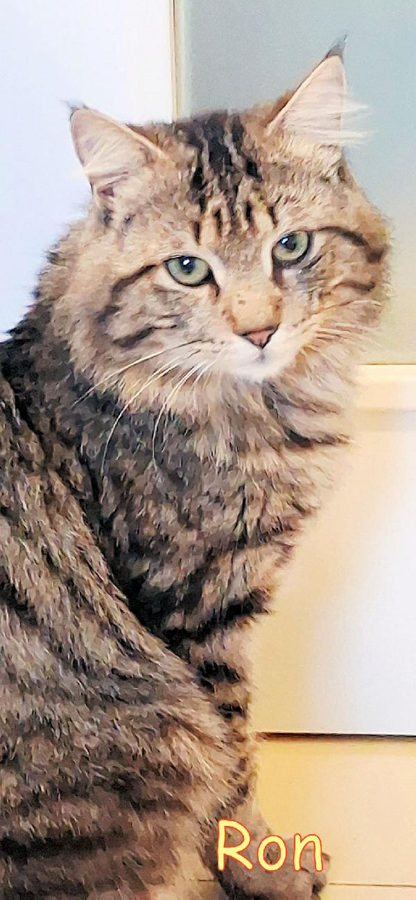 RON SIMIL MAINCOON ADOZIONE URGENTE CESSIONE DI PROPRIETA' - media 10